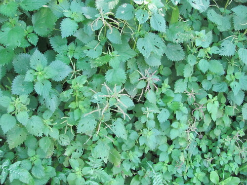 Urtica membranacea, photograph 5