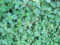 Urtica membranacea, photograph (c) zebedeugalinha, some rights reserved (CC BY)