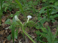 Vicia hybrida