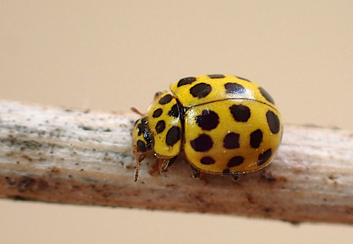 22-spot Ladybird