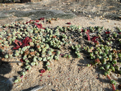 Braunsia maximilianii