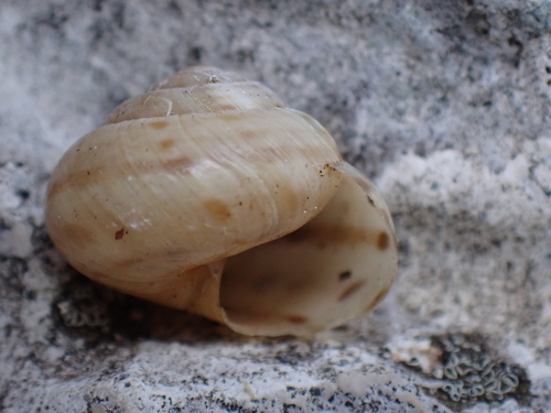 Helix sylvatica, 2026-09-10