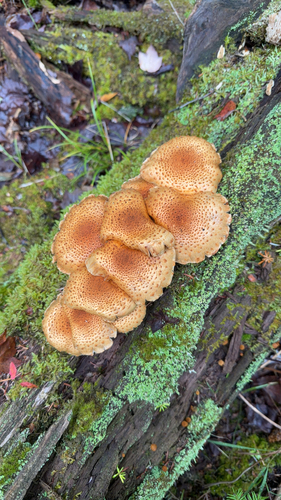 Sharp-scaly Pholiota