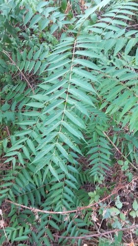 tree-of-heaven
