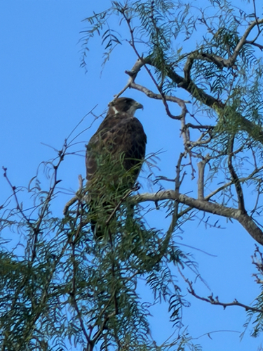 Swainson's Hawk