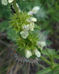 Melitaea didyma