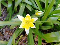 Tulipa urumiensis