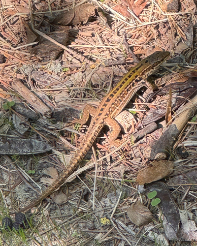 Italian Wall Lizard
