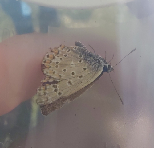 Common Blue