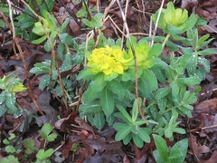 Helioscopia