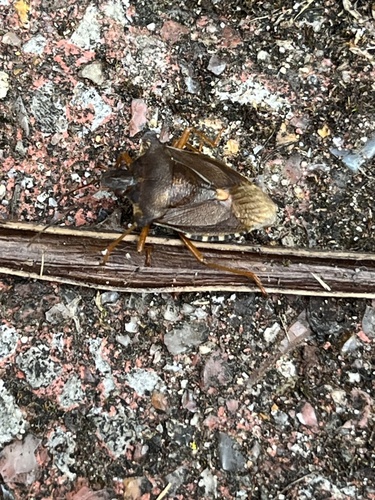 Forest Bug