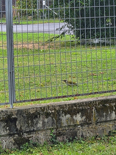 Eurasian Green Woodpecker