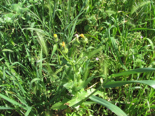 Urospermum picroides, photograph 2