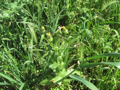 (c) zebedeugalinha, some rights reserved (CC BY) Urospermum picroides, photograph (c) zebedeugalinha, some rights reserved (CC BY)