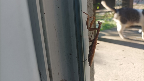 European Mantis