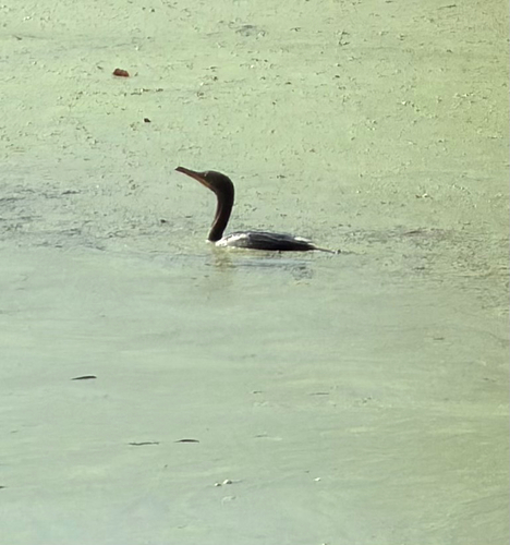 Double-crested Cormorant
