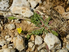 Hyoseris scabra