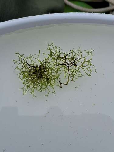 Floating Crystalwort