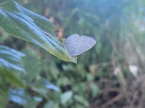 Spalgis epius dilama