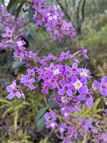 Macairea radula