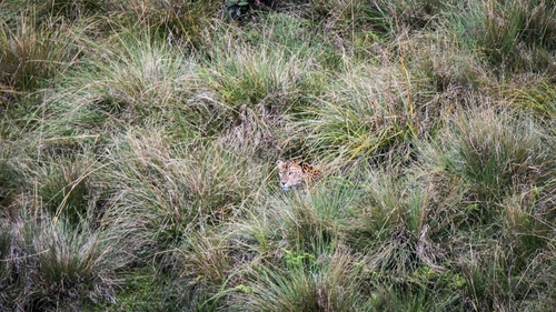 Sri Lankan Leopard