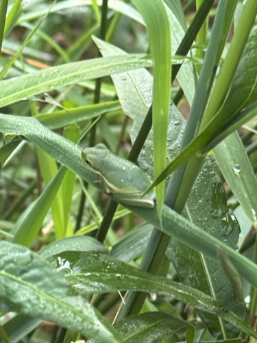 Green Treefrog