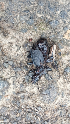 Leather Beetle