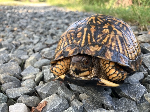 Eastern Box Turtle