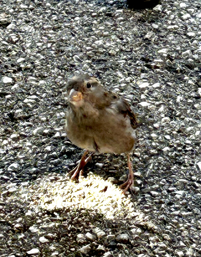 House Sparrow
