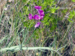 Lathyrus sylvestris