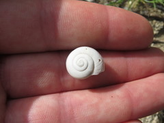 Cahuillus indioensis