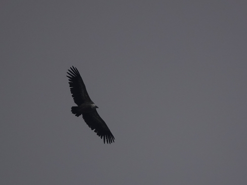 Eurasian Griffon