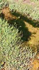 Juncus lomatophyllus, photograph (c) Patrick Jackson, some rights reserved (CC BY)