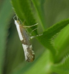 Argyresthia spinosella