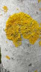 Xanthoria parietina