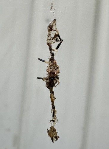 Humped Trashline Orbweaver