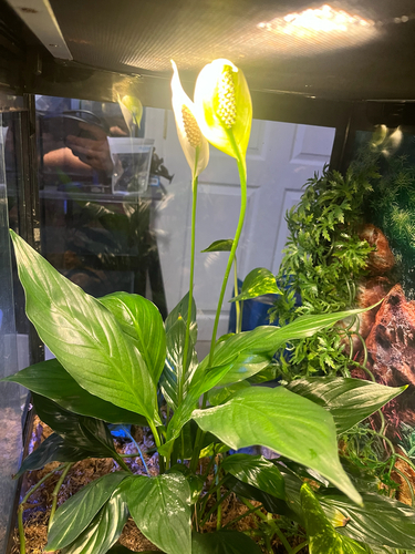Peace Lily