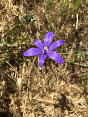 Brodiaea terrestris kernensis