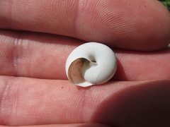 Cahuillus indioensis