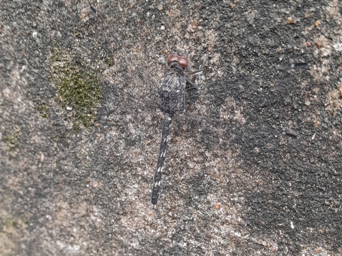 Granite Ghost