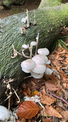 porcelain mushroom