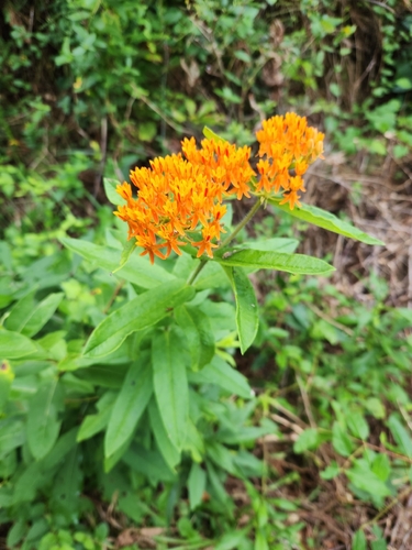 butterfly milkweed