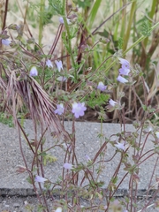 Campanula erinus