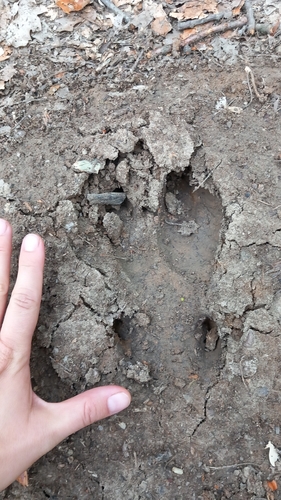 Wild Boar
