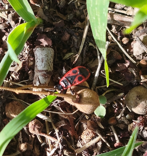 European Firebug