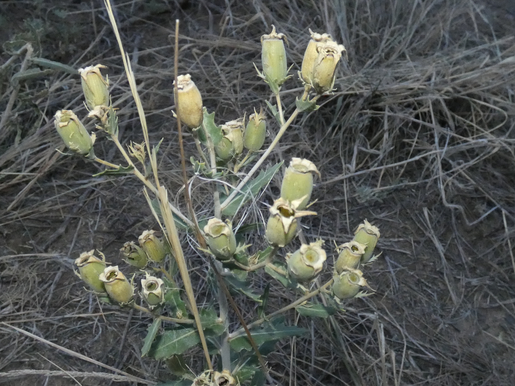 Mentzelia nuda; photograph (c) Nico Carl, some rights reserved (CC BY)