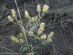 Mentzelia nuda