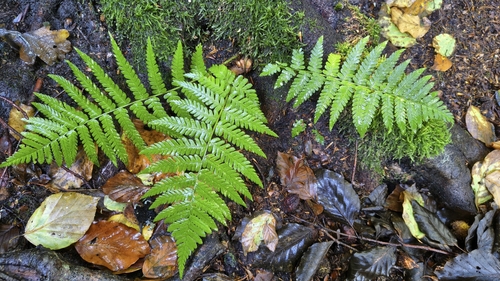 male fern
