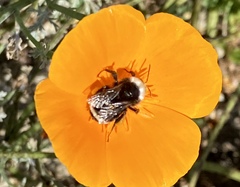 Bombus vosnesenskii