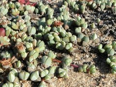 Braunsia maximilianii